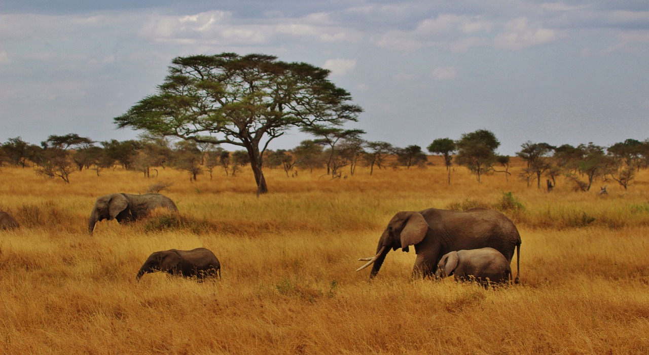 Tanzania Safaris 