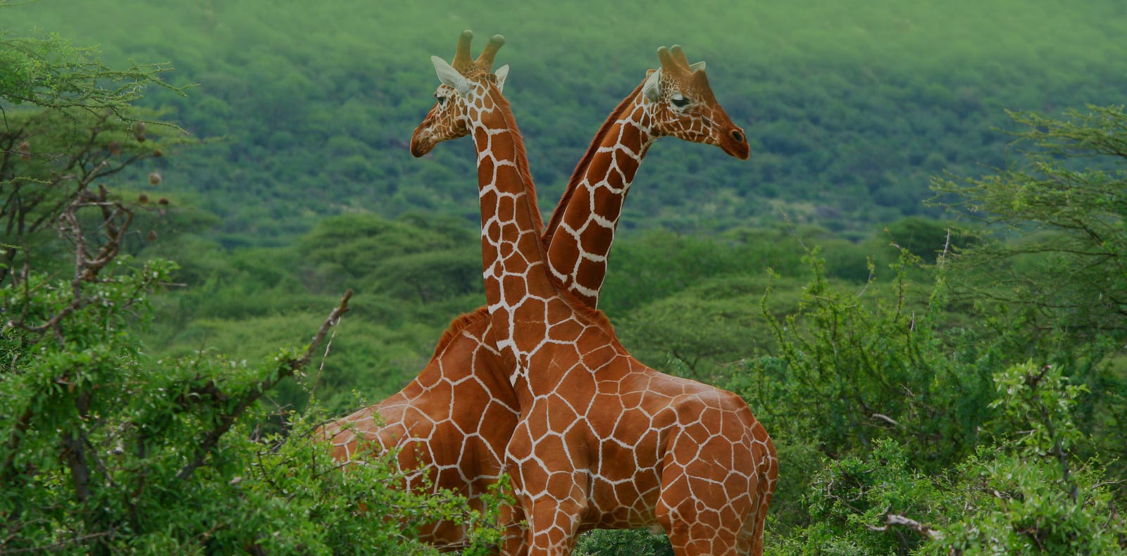 6 Days Taste of Tanzania Amazing  Safaris