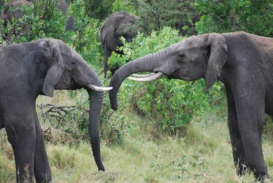 Tarangire National Park Day Trip